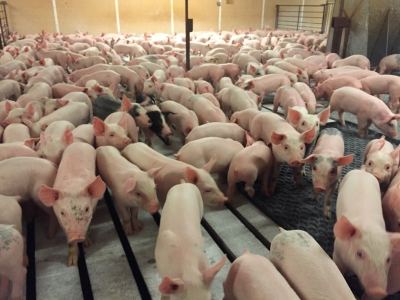 直播回放 | 派斯通蓝耳防控经验分享 