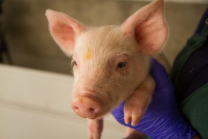 直播回放 | 空气过滤系统在猪场的应用